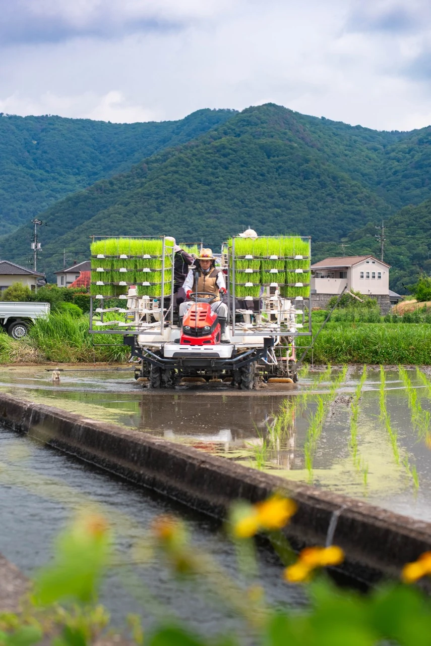 鮮やかな苗を積んだ田植え機で作業する様子